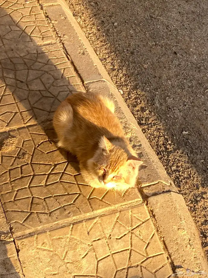 فندقة وحيوانات أليفه وقطط القصيم 2