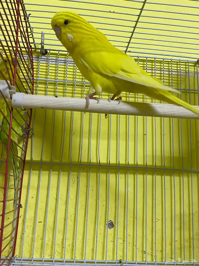 للبيع حب أنثى مخلوطه إنجليزي مع هولندي السعر 30 1