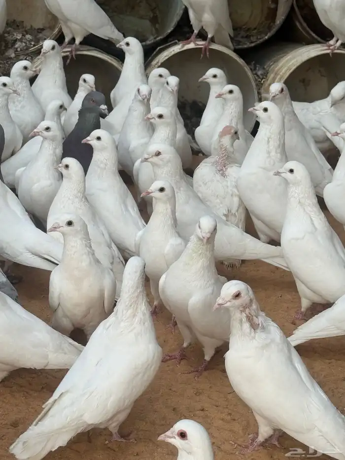 حمام فرنسي   سلفر 5