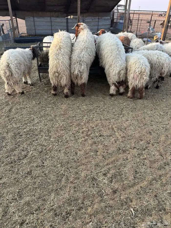 خرفان نعيم طيبه 0