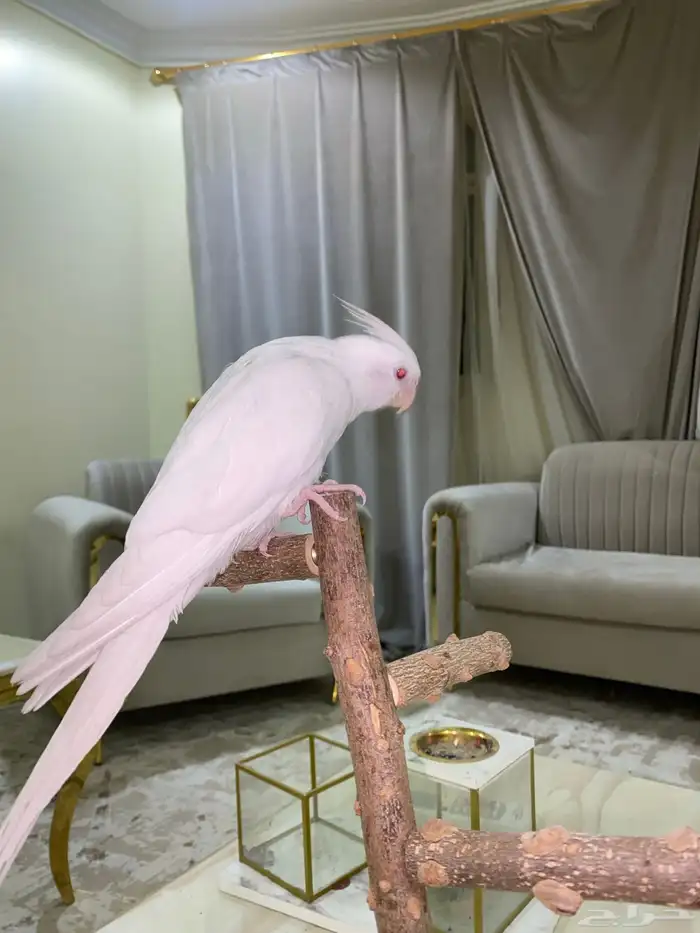 كروان اليف جدا 1