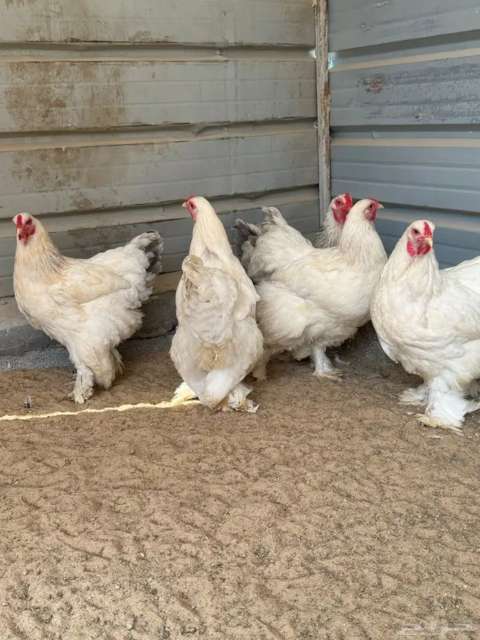 للبيع دجاج براهما كولمبي 0