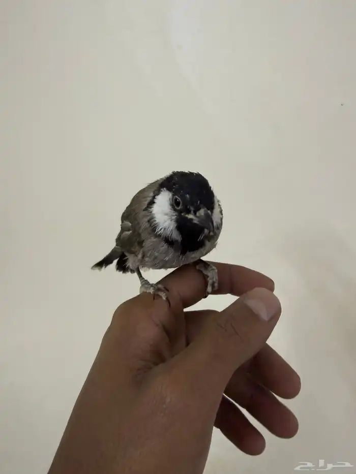 للبيع بلبول 1