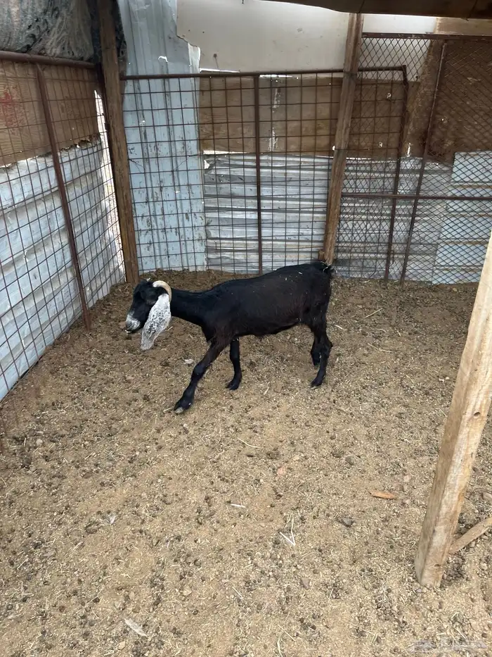 ثلاث معزا من 400الوحده 1