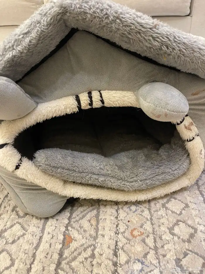 قطط للبيع صحتها سليمه 5