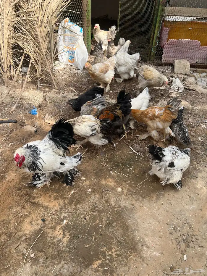 دجاج براهما 0