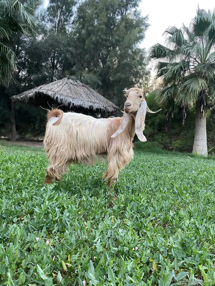 عنز عارضية صفراء خصم صنف 2