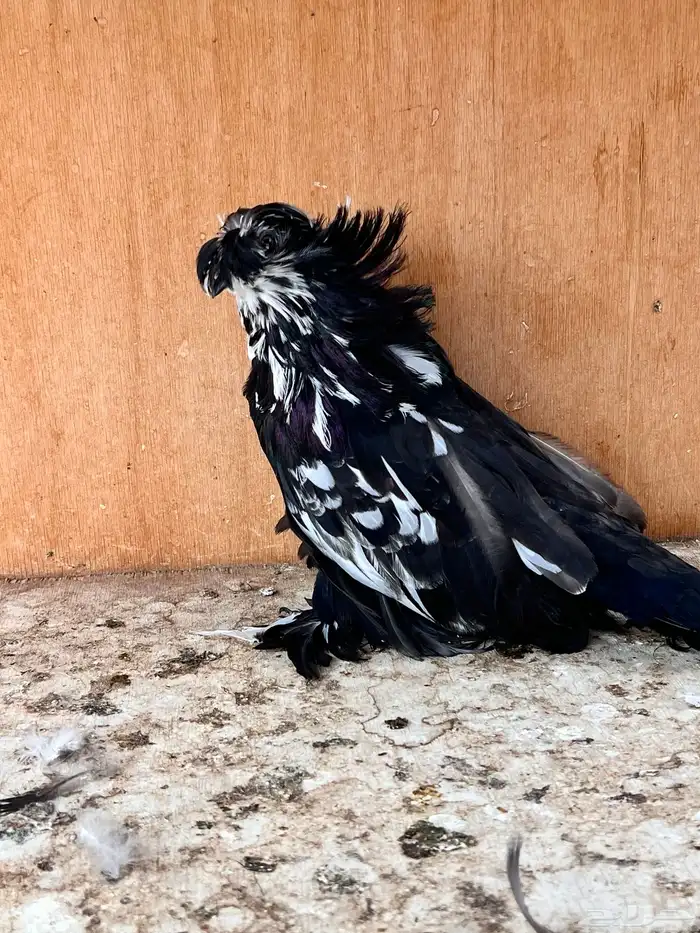 طبه بخارة سبلاش وتايقر 6