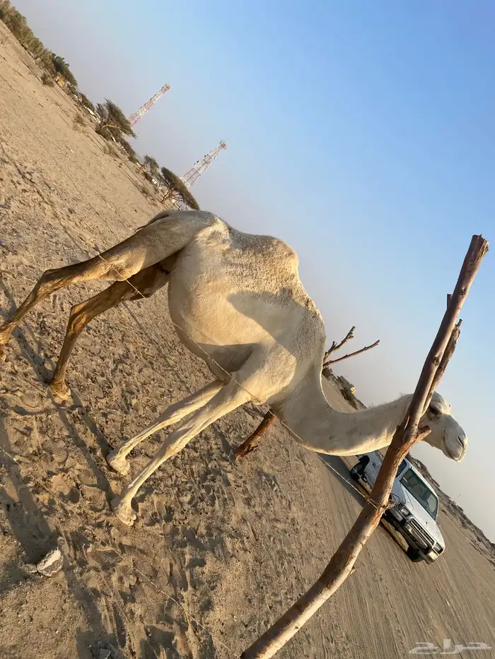 بنت ولد حبيب ملاقي على الساحل منتج 4