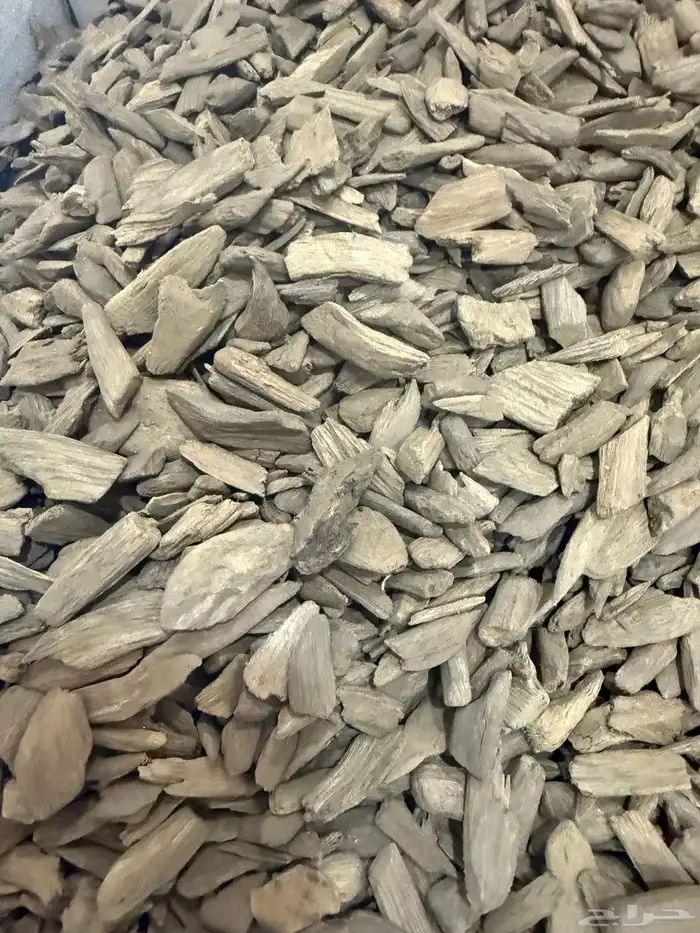 دقة عود مروكي آصقون طبيعي 4