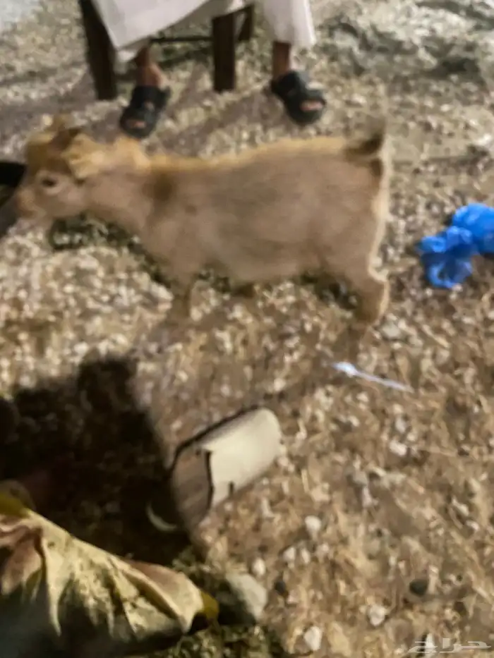 ماعز قزام مع حفرتين قزام 0