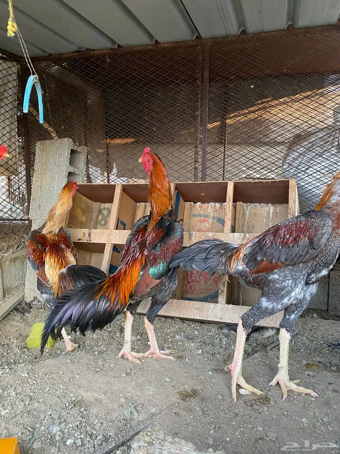 دجاج للببع 1