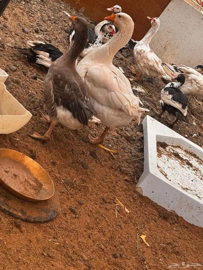 رومي و وز ودجاج بلدي 1