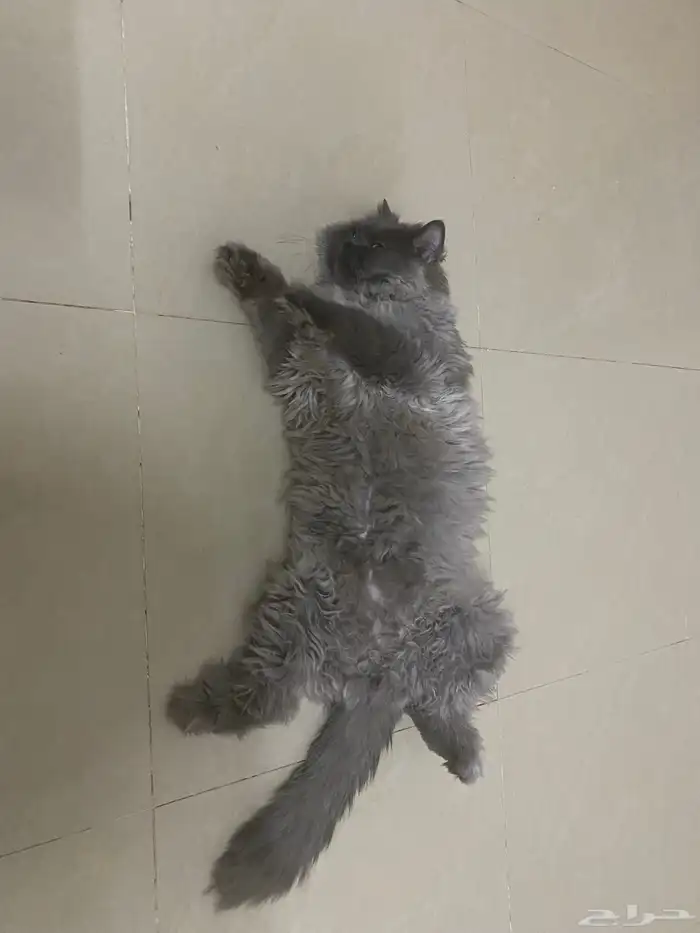 فندقة وحيوانات أليفه وقطط القصيم 1