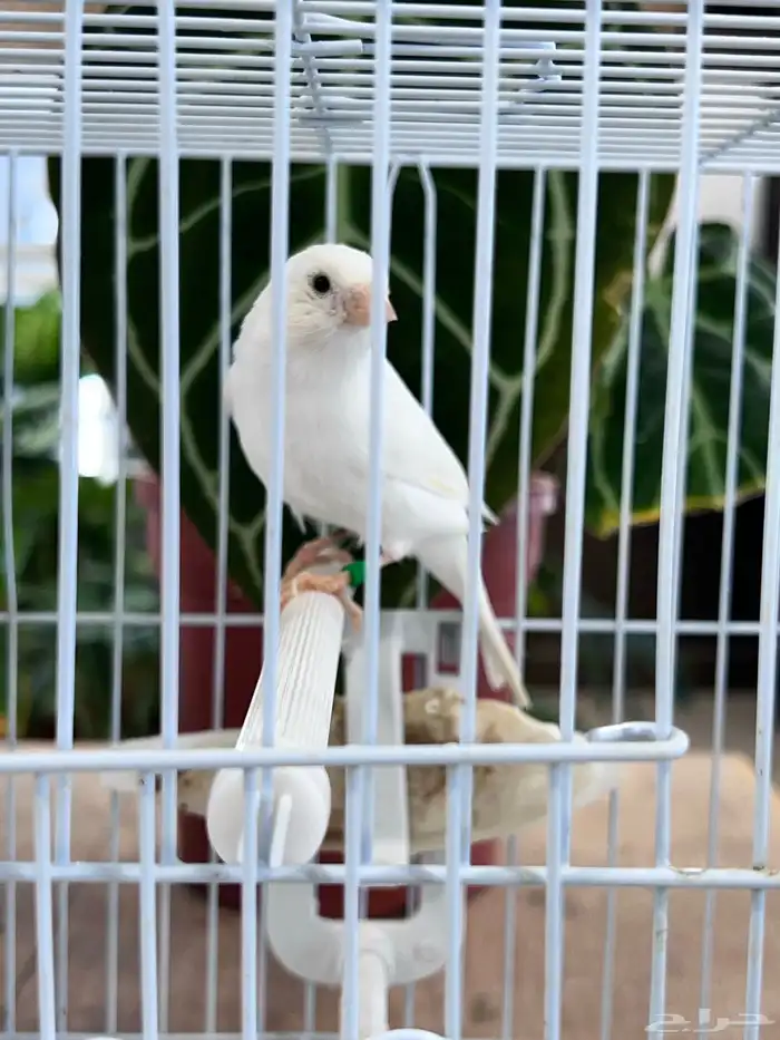 انثى كناري 9