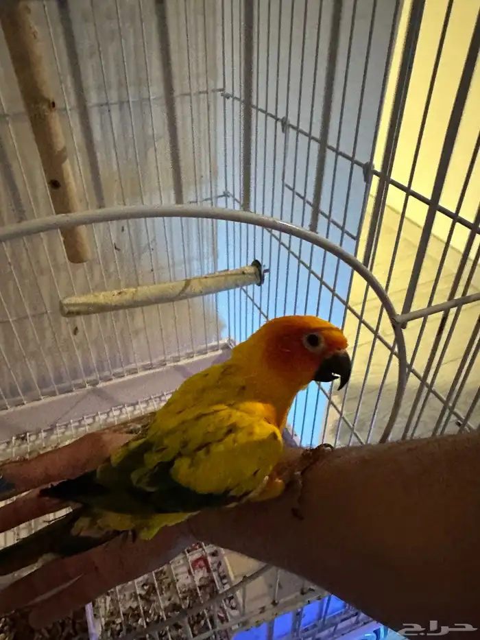 ببغاء صنكنيور 5