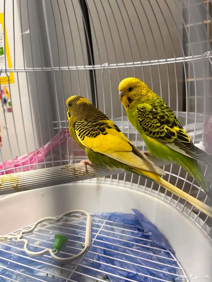 طيور البادجي او الحب للبيع 0