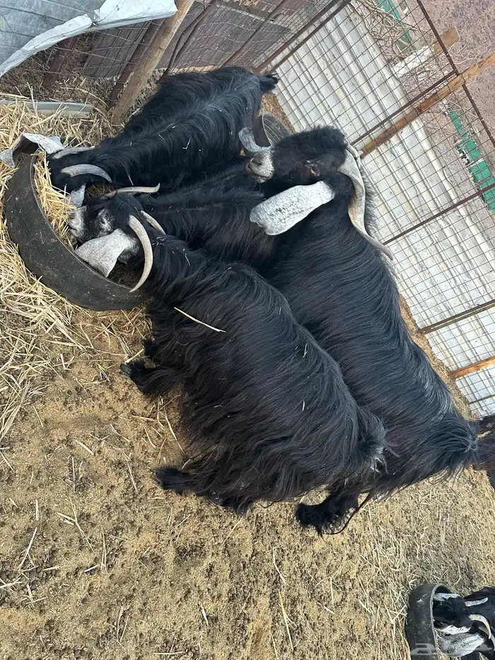 معزى عارضيه 11