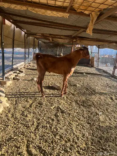 فحل رباع ادهم index