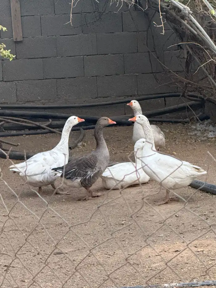 وز عراقي وبلدي 4