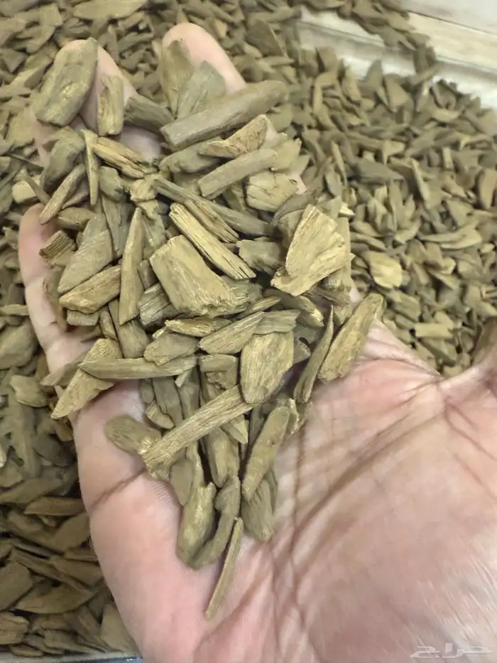 دقة عود مروكي آصقون طبيعي 3