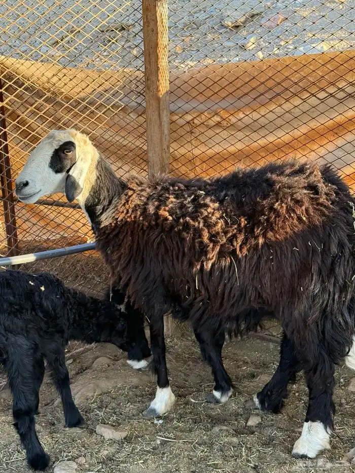 نعجه نجديه والد 2