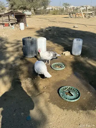 دجاج رومي index