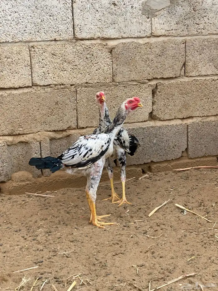 ديوك باكستاني 3