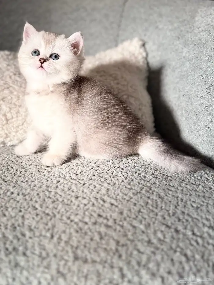 قطط سكوتش تربل فولد وبرتش للحجز 2