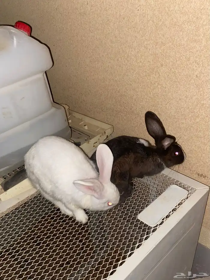 ارانب للبيع ذكر وانثى الصحه ممتازه 4