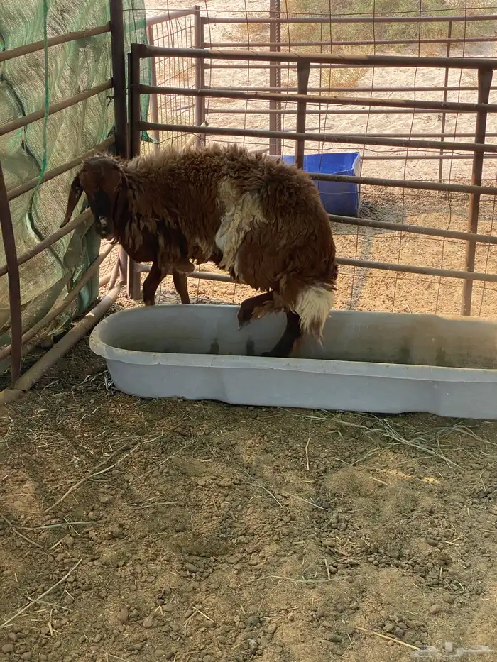 عنز متوم وجذعه مهجنه 7