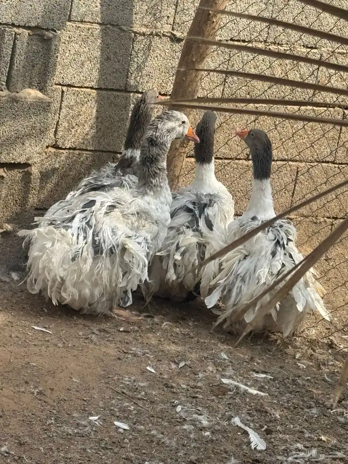 وز مفتل للبيع 2