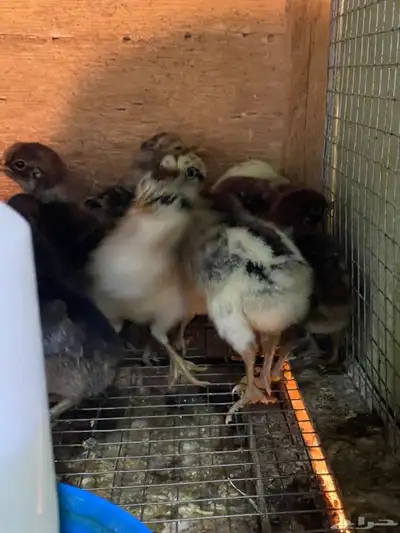 صوص بلدي فيومي شبابي جامبو index