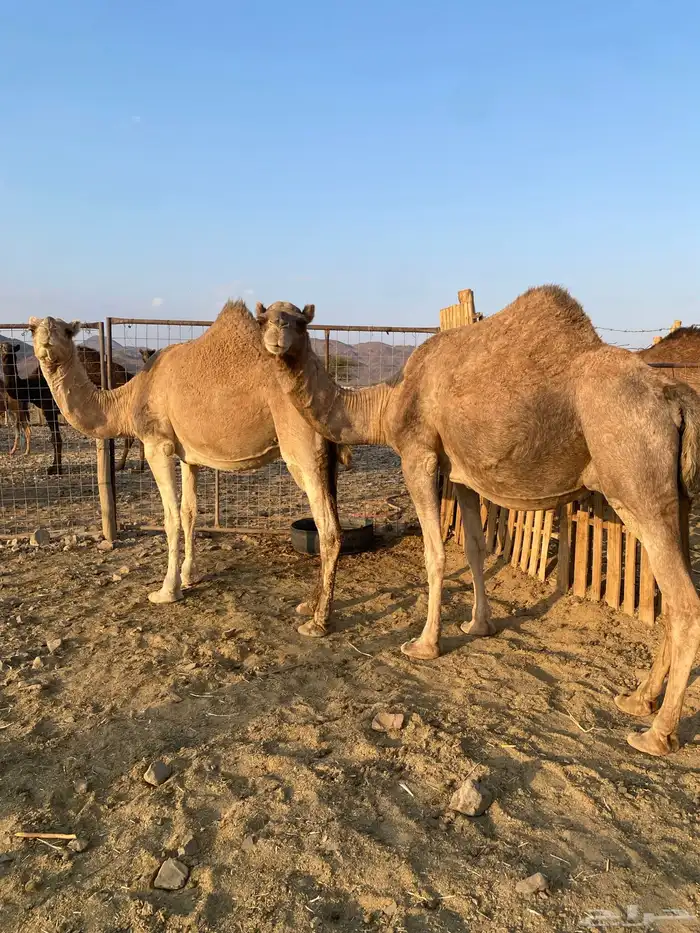 لقحات نياق مراح واحد وسم واحد ملاقي الحد من6800 1