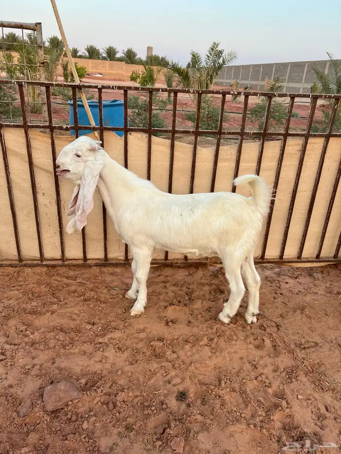 تيس ابيض ابرص 3