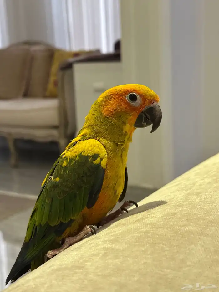 صن كنيور أليف جدا 0