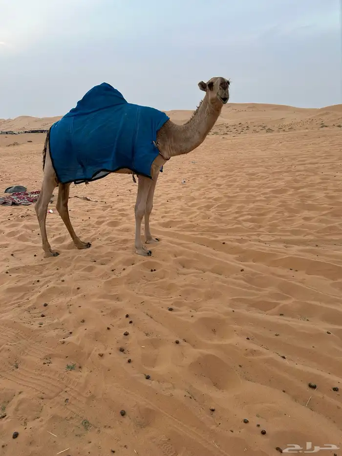 للبيع قعود اشعل على غرنوق منتج 14