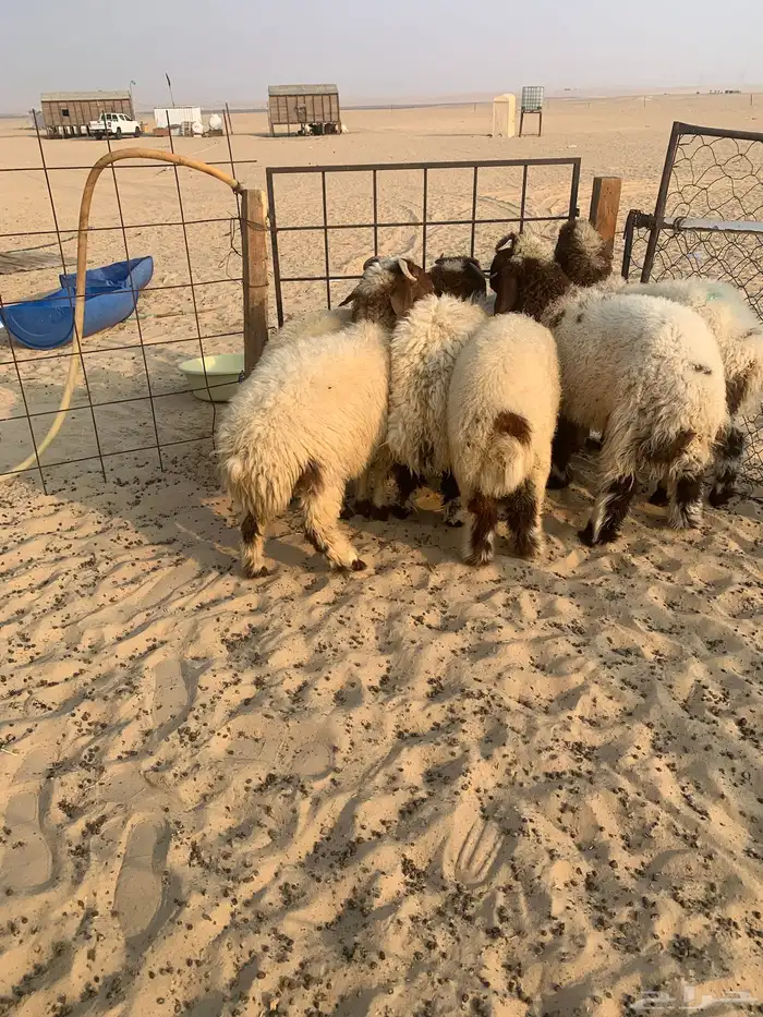 5 خرفان ورخل. سمان طيبه. فوق 4 شهور 2
