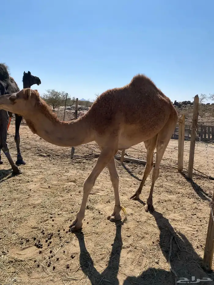 ما شاء الله تبارك الله قعود 1