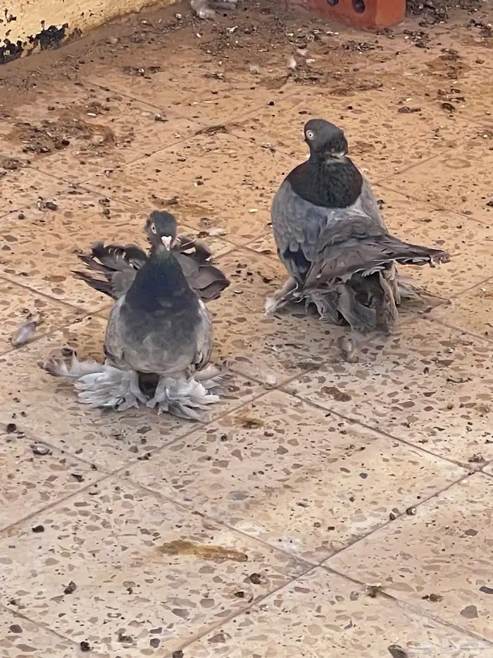 حمام رقاص جاواء 1