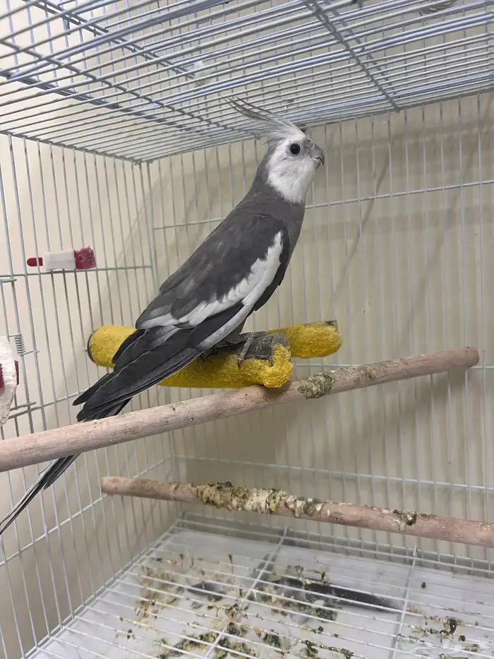 ذكر كروان وايت فيس 1