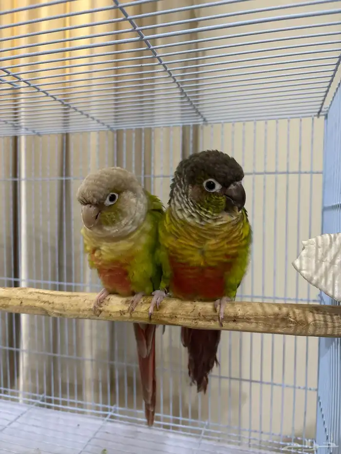 جوز كنيور منتج شرط 1