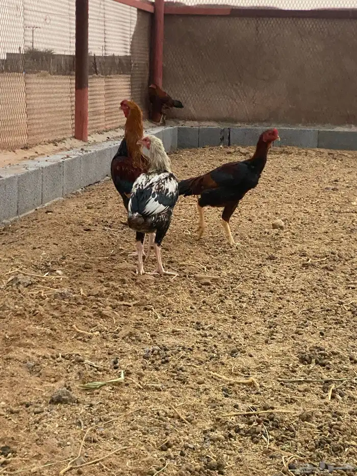 ديوك باكستاني 3