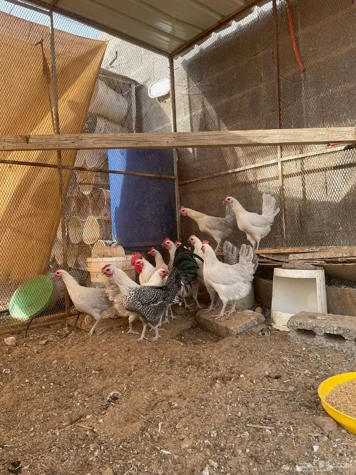 دجاج فيومي 1