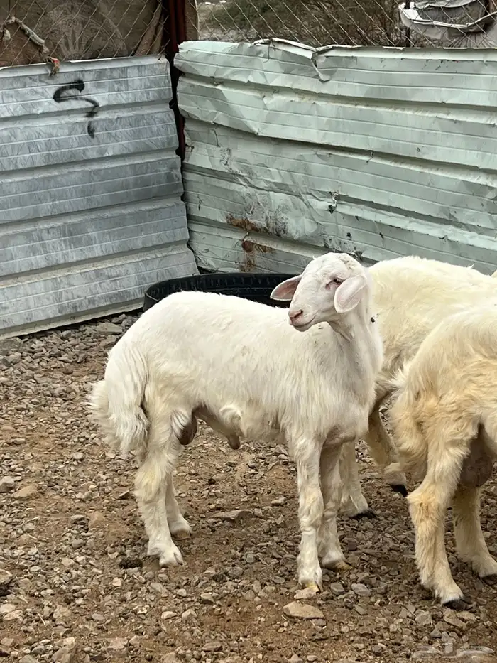 طليان فيها 4 رخال فقط العدد 13 1