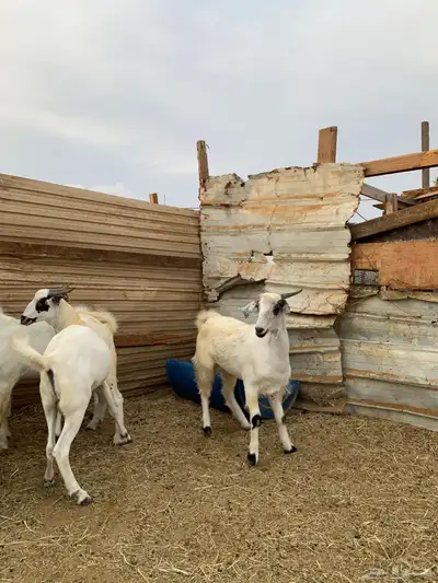 تيوس بيشيات index