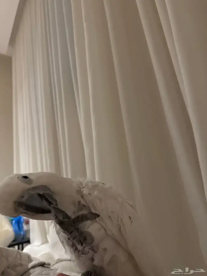 ببغاء كوكاتو 1