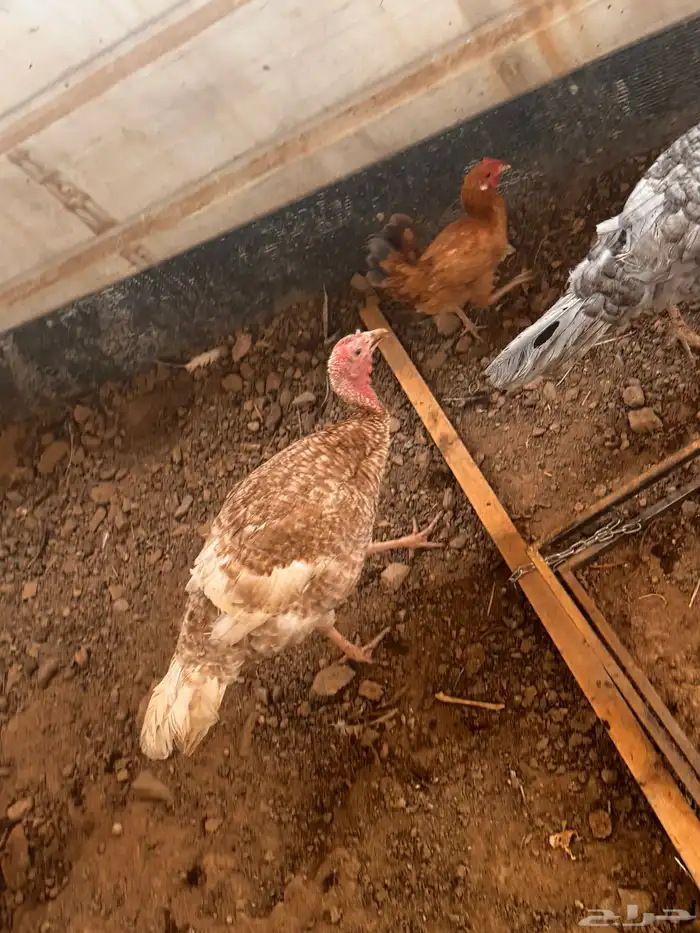 رومي و وز ودجاج بلدي 3