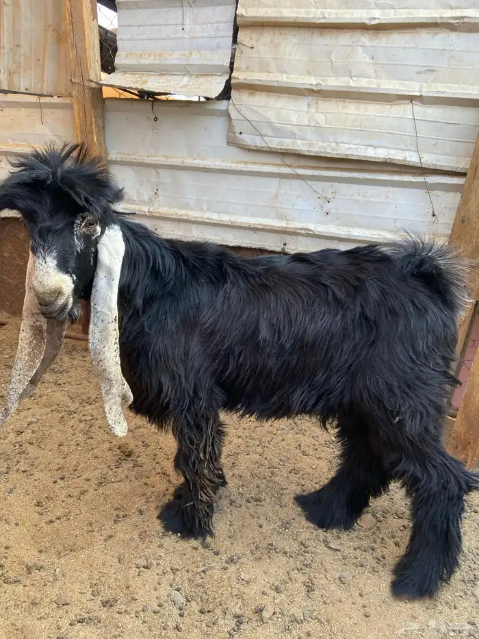 تيس صنف مشروع فحل 9