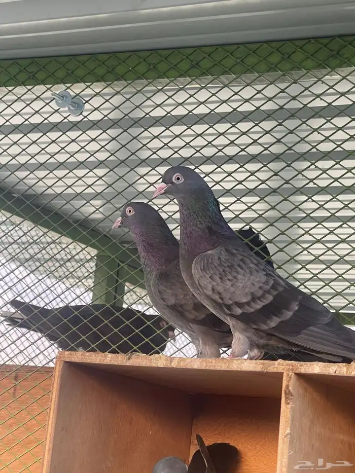 للبيع جوز قطيفي 0